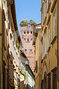 Guinigi tower in Lucca, Italy