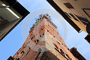 Guinigi Tower in Lucca photo