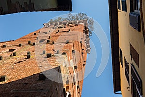 Guinigi tower in Lucca, Italy photo