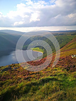 Guinness Lake, Wicklow Mountains, Ireland, Nature, Flowers, Sunny Day, Blue Sky, Sun