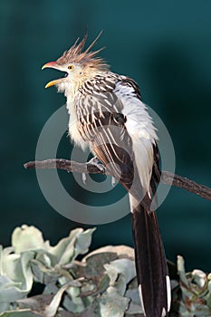 Guira Cuckoo photo