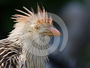 Guira Cuckoo