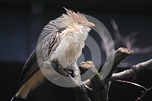 Guira cuckoo