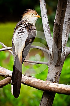 Guira cuckoo bird photo