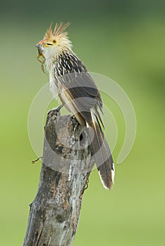 Guira Cuckoo with frog in beak. Brazil.