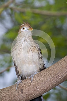 Guira Cuckoo - Guira guira photo