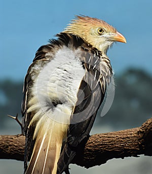 Guira Cuckoo Guira guira