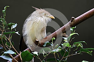 guira cuckoo (Guira guira) bird