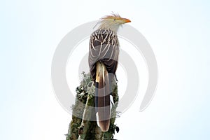 Guira Cuckoo (Guira guira) isolado, pousado em um cactus photo