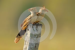 Guira cuckoo pair, Guira guira, in nature habitat, birds sitting in perch, Mato Grosso, Pantanal, Brazil. Cuckoo from Brazil. Hot photo