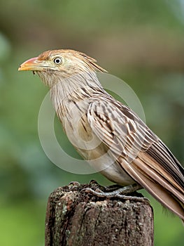 Guira Cuckoo