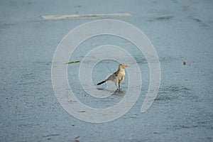 Guira cuckoo walking on the street