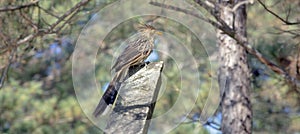 Guira cuckoo, or white anu, on the fence