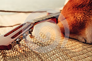 Guitar beside a dog on reed mat near the sea at sunset. Travel, vocation, holiday, summer concept