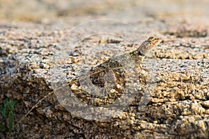 Rock Agama Lizard or the Rock Lizard camouflage photo