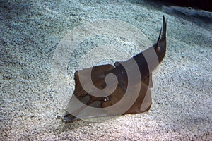 Guitarfish