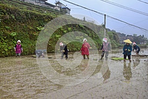 GUIZHOU PROVINCE, CHINA Ã¢â¬â CIRCA APRIL 2019:  Woman put the young rice plants into the flooded paddy.