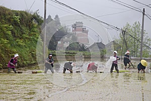 GUIZHOU PROVINCE, CHINA Ã¢â¬â CIRCA APRIL 2019:  Woman put the young rice plants into the flooded paddy.