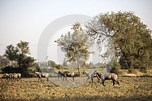 Nilgai or Indian Bull at a field
