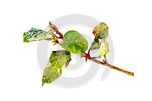 Gular or Indian Clustar Fig isolated on white.