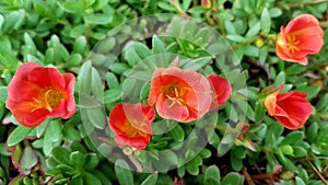 Gulasiman flower in bloom