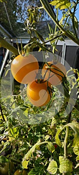 guld ripe tomatoes in a green house