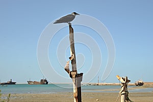 Gulf of Aden photo
