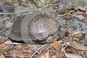 Gulf Coast box turtle photo