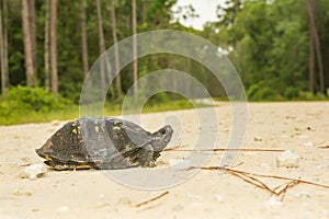 Gulf Coast Box Turtle - Terrapene carolina major