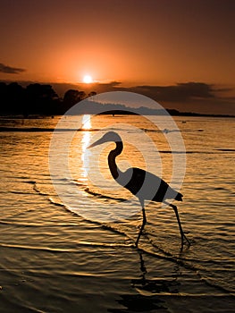 Gulf Coast Crane or Heron on Beach