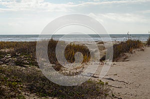 Gulf Coast Plants