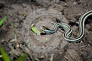 Gulf Coast Ribbon Snake