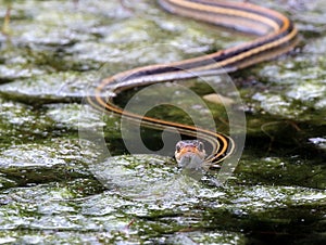 Gulf Coast Ribbon Snake