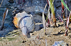 Gulf Coast Seashells IV photo