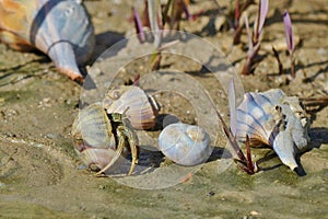 Gulf Coast Seashells photo