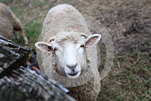 Gulf Coast Sheep Staring with rectangular pupils