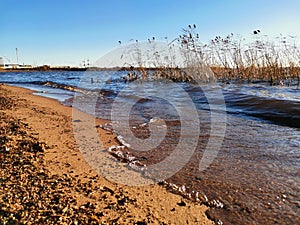 The Gulf of Finland, sand, waves, bay shore, reeds