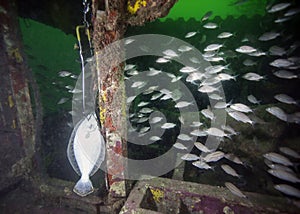 Gulf Flounder Catch