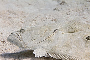 Gulf Flounder in Florida Keys