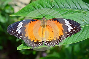 Gulf Frit Butterfly