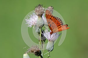 Gulf fritilary butterfly on purple form of yellow thistle plant