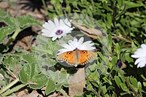 Gulf Fritilary on a Cape Marguerite