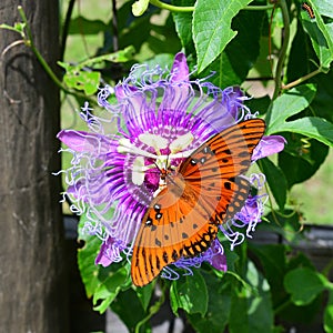 Gulf fritilary on passion flower passiflora incarnata