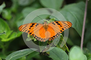 Gulf Fritillary