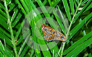 Gulf fritillary