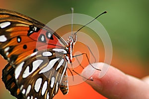 Gulf Fritillary