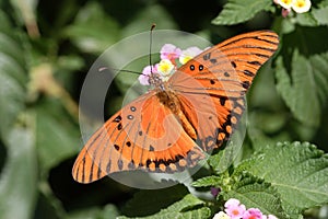 Gulf Fritillary (Agraulis vanillae) photo