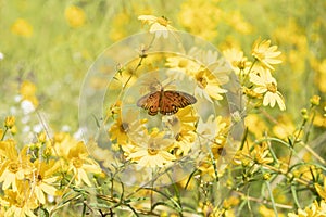 Gulf Fritillary, Agraulis vanillae