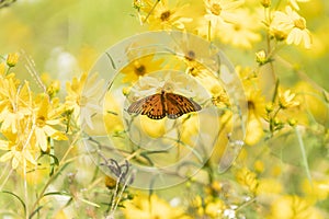 Gulf Fritillary, Agraulis vanillae