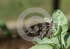 Gulf fritillary, Agraulis vanillae, butterfly